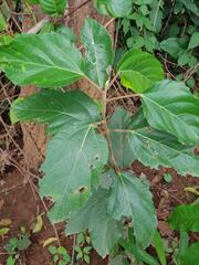 Ficus vallis-choudae