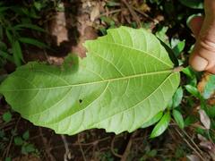 Ficus vallis-choudae