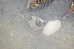 Clibanarius infraspinatus