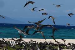 Onychoprion fuscatus