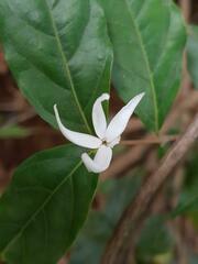 Jasminum pauciflorum
