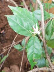 Jasminum pauciflorum