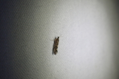 Agraylea