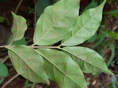 Jasminum pauciflorum