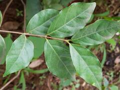 Jasminum pauciflorum