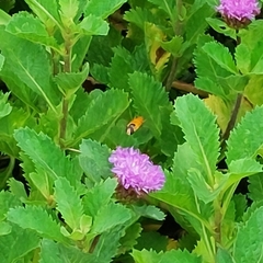 Asarkina salviae