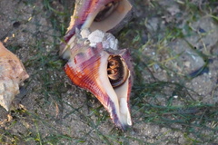 Clibanarius infraspinatus