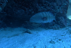 Plectropomus pessuliferus