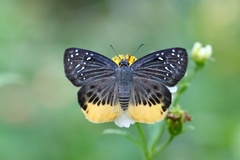 Mooreana trichoneura