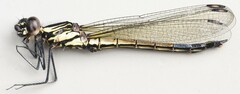Chlorocypha curta