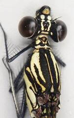 Chlorocypha curta