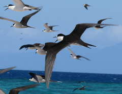 Onychoprion fuscatus