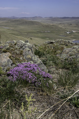 Thymus baicalensis