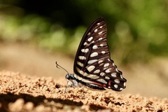 Graphium arycles