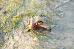 Clibanarius infraspinatus