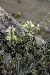 Linaria buriatica
