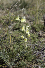 Linaria buriatica
