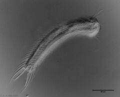 Lepidochaetus zelinkai