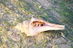 Clibanarius infraspinatus