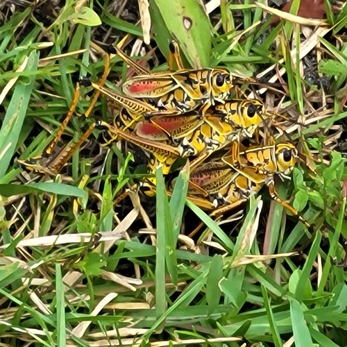 Eastern Lubber Grasshopper, Crystal River, FL 34428, USA, photo 9 of 10