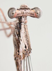 Pseudagrion sublacteum