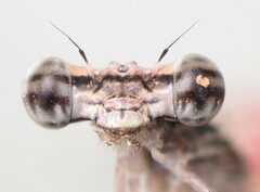 Pseudagrion sublacteum