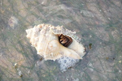 Clibanarius infraspinatus