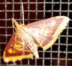Pyrausta acrionalis