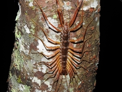 Thereuopoda clunifera