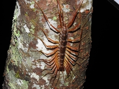 Thereuopoda clunifera