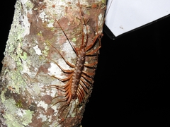 Thereuopoda clunifera