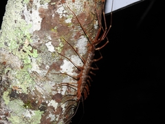 Thereuopoda clunifera