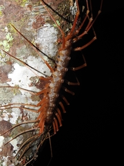 Thereuopoda clunifera