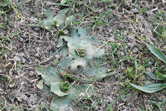 Ledebouria ovatifolia