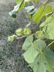 Abutilon theophrasti