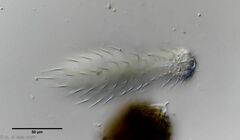 Chaetonotus cordiformis