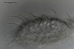 Chaetonotus cordiformis