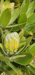 Leucospermum conocarpodendron
