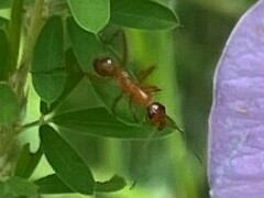 Formica pallidefulva