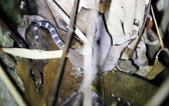 Cyrtodactylus oldhami