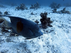 Pomacanthus maculosus