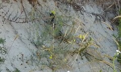 Linaria polygalifolia