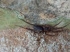 Xeropigo