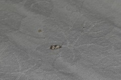 Neocochylis hybridella