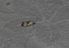 Neocochylis hybridella