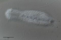 Chaetonotus acanthodes