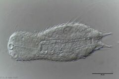 Chaetonotus acanthodes