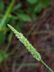 Polygala verticillata
