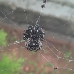 Thelacantha