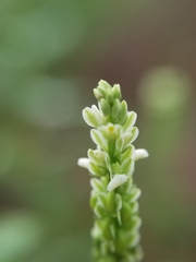 Polygala verticillata